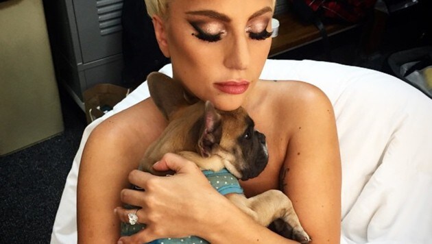 Lady Gaga liebt ihre Hunde sehr. (Bild: instagram.com/missasiaxoxo)