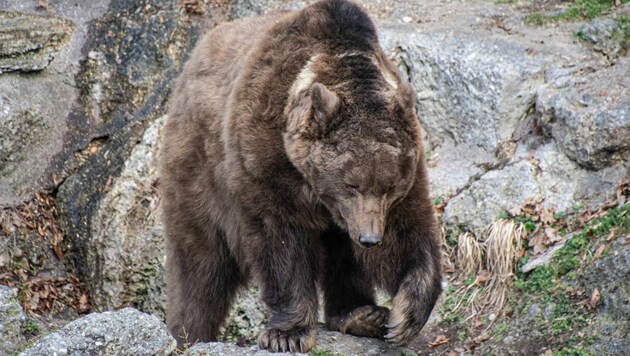 Bären sind aufgewacht (Bild: Zoo Salzburg)