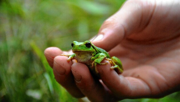 Ein grüner Laubfrosch kann auch die Farbe wechseln, um sich zu tarnen. (Bild: WWF/Gerhard Egger)
