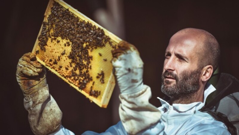 Das Bienensterben motivierte Florian Peterstorfer dazu, mit dem Imkern zu beginnen. (Bild: Markus Wenzel)