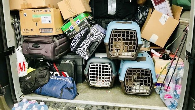 Unter Reisekoffern und Kartons entdeckte die Polizei die illegale Fracht, arme kleine Hunde (Bild: Schulter Christian)