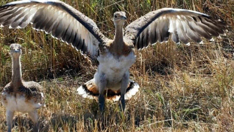 Nach starken Bestandseinbußen und Arealverlusten sind Großtrappen - die größten flugfähigen Vögel der Welt - nur noch sehr selten zu sehen. (Bild: APA/dpa/dpaweb)