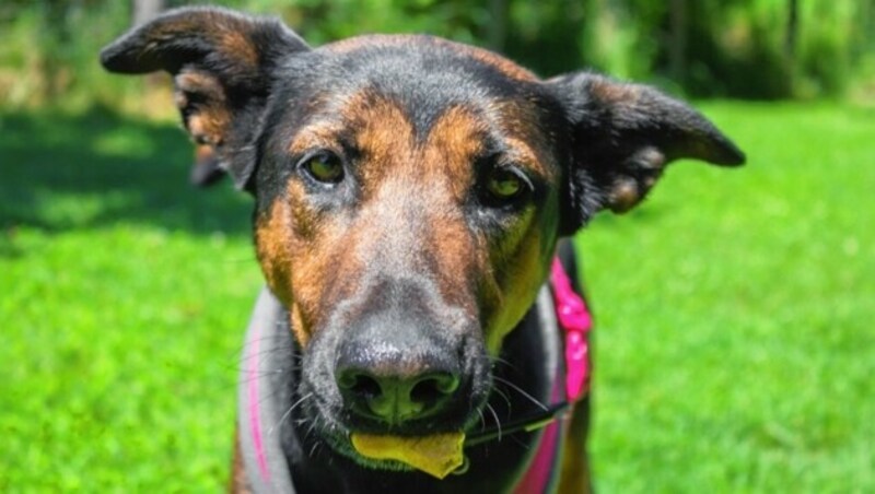 Die Mischlingshündin Roxy wurde zuerst adoptiert, aber danach erstochen im Müll gefunden. (Bild: TiKo)