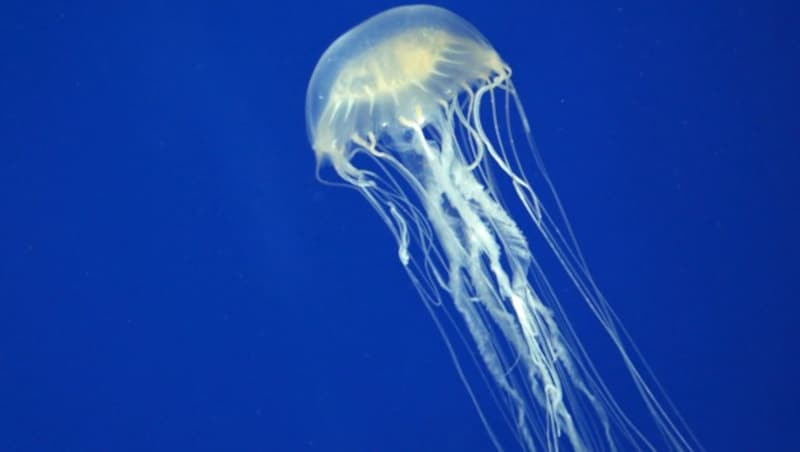 Chironex fleckeri alias Box Jellyfish alias Seewespe (Bild: stock.adobe.com)