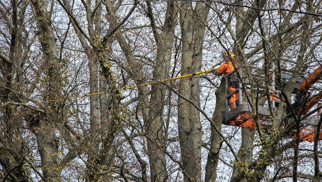 Baumschnitt im Schlosspark Steyr (Bild: moser)