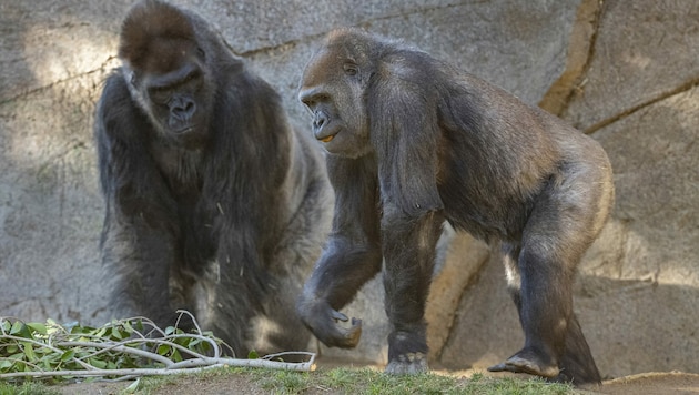 Diese Silberrücken-Gorillas im Zoo von San Diego erhielten einen speziell für Tiere entwickelten Impfstoff gegen das Coronavirus. (Bild: APA/AFP/San Diego Zoo Global/Ken Bohn)