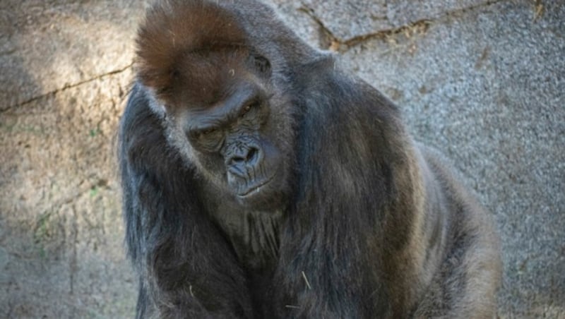 Einige Menschenaffen im Zoo von San Diego waren schon Mitte Jänner an Covid-19 erkrankt. (Bild: APA/AFP/San Diego Zoo Global/Ken Bohn)