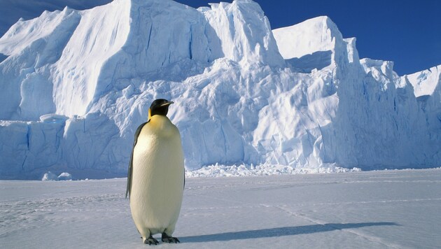 Ein Kaiserpinguin im australischen Antarktisgebiet (Bild: Pete Oxford / Minden Pictures / picturedesk.com)