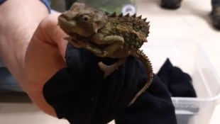 Versteckt in Socken, wurden 74 Chamäleons im Koffer nach Wien geschmuggelt.