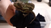Versteckt in Socken, wurden 74 Chamäleons im Koffer nach Wien geschmuggelt.