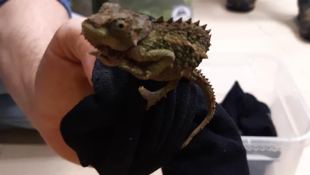 Versteckt in Socken, wurden 74 Chamäleons im Koffer nach Wien geschmuggelt.