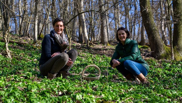 Angelika Ambrusch und Silvia Beck im Bärlauchparadies (Bild: Charlotte Titz)