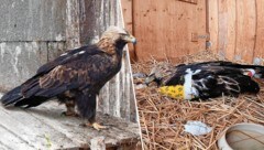 Kaiseradler-Weibchen „Rega“ ist langsam auf dem Weg der Besserung. (Bild: Matthias Schmidt, Krone KREATIV)