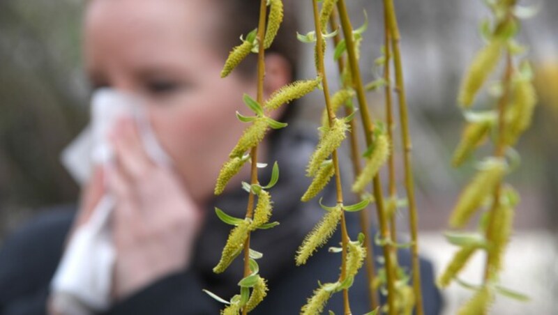 Für Pollenallergiker ist der Frühling häufig eine belastende Zeit. (Bild: APA/Roland Schlager)