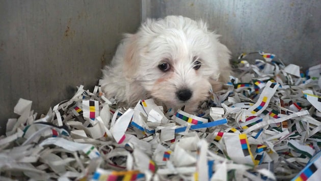 In Osteuropa „produziert“: viel zu jung von der Hundemutter getrennt,  ohne lebenswichtigen Impfungen oder geeignetes Futter tagelang quer durch Europa transportiert. (Bild: TierQuarTier Wien)