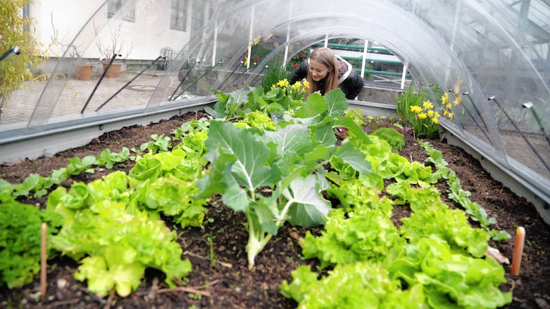 In Hochbeeten, wie diesem Kärntner Produkt, kann schon Salat gezogen werden. (Bild: Evelyn HronekKamerawerk)