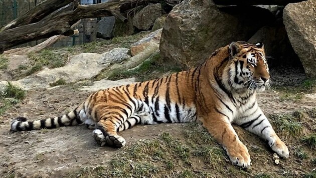 Auch der Sibirische Tiger „Boris“ fühlt sich hier pudelwohl. (Bild: Tierpark Stadt Haag)