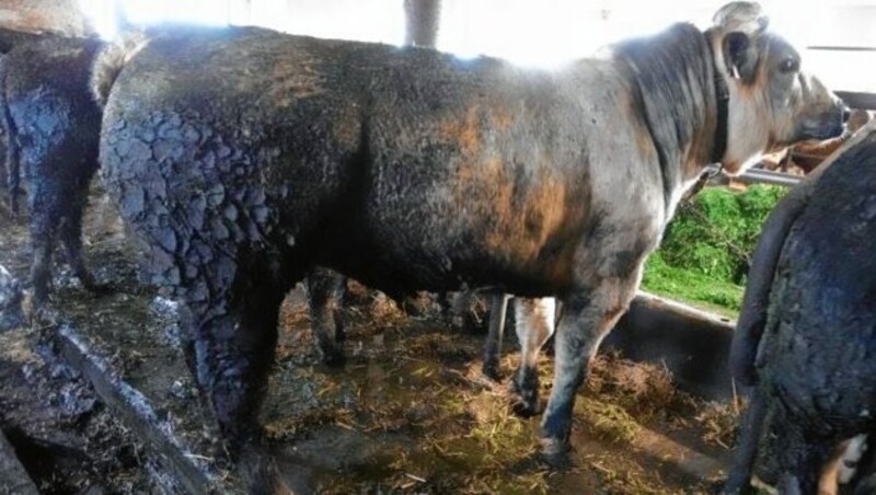 Unfassbar: Noch immer fristen in Österreich Rinder ihr ganzes Leben an einer Kette! Manche schon von klein auf! Diese Tierquälerei muss endlich ein Ende finden! (Bild: respektiere.at)