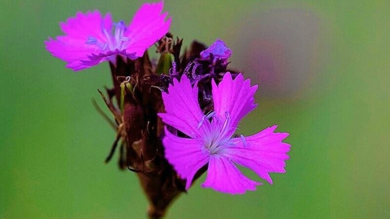 Das Ried ist Naherholungsraum und Heimat für schützenswerte Pflanzen und Tiere.  (Bild: Kurt Krimberger)