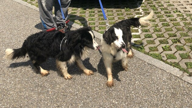 Zwei von 14 aus einer extrem verwahrlosten Wohnung in Braunau geretteten Hunde. (Bild: Pfotenhilfe)