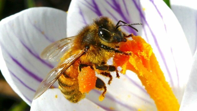 Hotels für Bienen und andere Insekten gibt es in Gols etliche. Denn der Schutz der immer seltener werdenden Tiere ist den Verantwortlichen ein Anliegen. (Bild: ARND WIEGMANN)