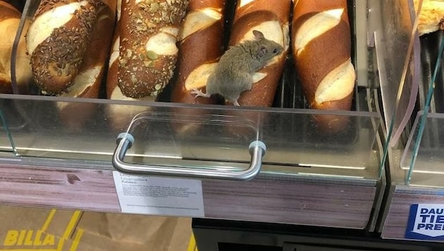 Suchbild mit Maus: Manchen Kunden verging da der Appetit (Bild: zVg)