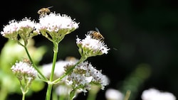 (Bild: UZH/Agroscope)