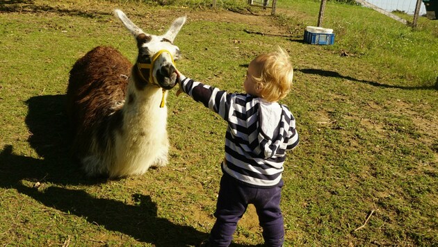 Für Familien: die Lamas der Familie Striok in Donnerskirchen (Bild: Bernadette Németh)