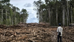 Ein Mitarbeiter von Greenpeace inspiziert abgeholzten Regenwald in der indonesischen Provinz Nordkalimantan. (Bild: Ulet Ifansasti/Greenpeace)
