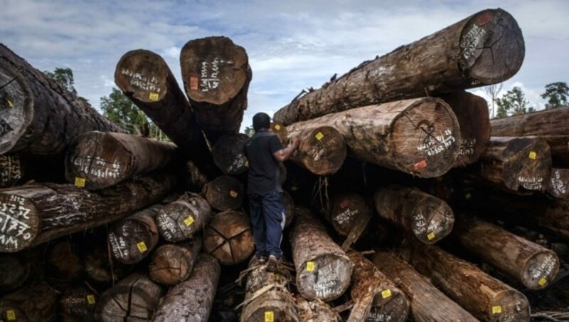 Die Umweltorganisation Greenpeace bemängelt Holz-Gütesiegel als wirkungslos und intransparent. (Bild: Ulet Ifansasti/Greenpeace)