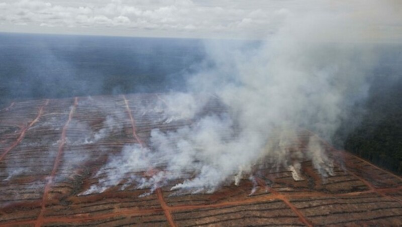 Brand auf einer Plantage in der indonesischen Provinz Papua (Bild: Ardiles Rante/Greenpeace)