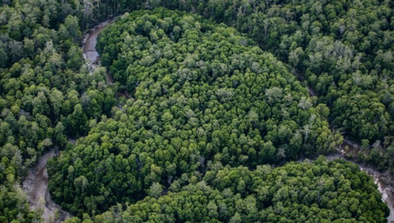 Der Regenwald in Indonesien ist zunehmend bedroht. (Bild: Ulet Ifansasti/Greenpeace)