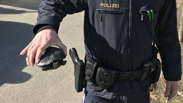 Aus dem Wölfnitzbach gerettet wurde eine männliche, etwa 5-jährige Amerikanische Rotwangen Schmuckschildkröte (Bild: Polizei Dexl Dexl)