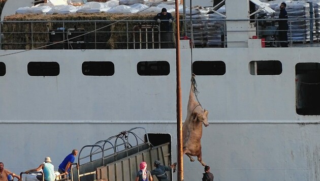 Immer wieder fallen Rinder ins Meer und werden dann mit Seilen hochgezogen. (Bild: Animals International)