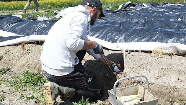 2000 Erntehelfer aus dem Osten sollen kommen dürfen. (Bild: Scharinger Daniel)