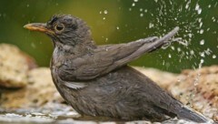 Eine sichere Tränke wird von Vögeln genutzt - hier im Bild von einer Amsel. (Bild: BirlLife Austria/Michael Dvorak)