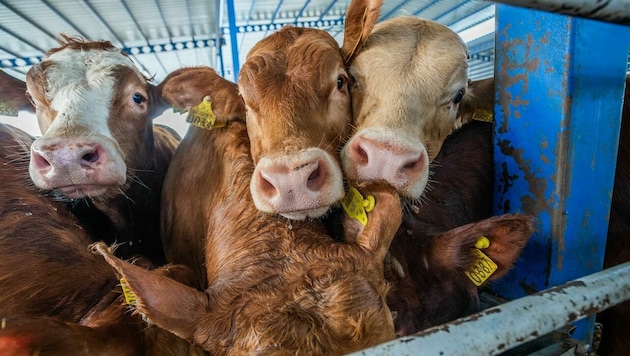 Ein Landwirt aus Deutschland muss in Haft, in Österreich kommen Tierquäler mit bedingten Strafen davon. (Bild: Jo-Anne McArthur | Eyes on Animals)
