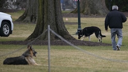 Champ and Major im Jänner im Garten des Weißen Hasues (Bild: AFP)