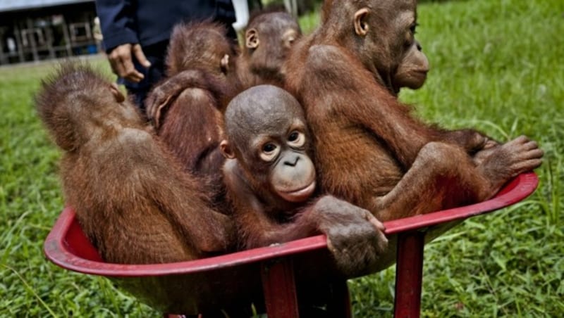 Palmölplantagen bedrohen den Lebensraum von Orang-Utans. Diese Babys wurden von Greenpeace gerettet. (Bild: © Ulet Ifansasti / Greenpeace)