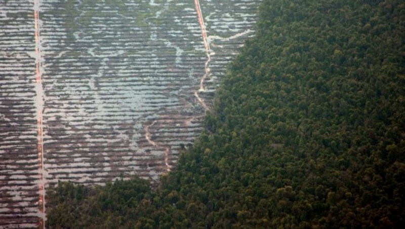 Eine an den Regenwald angrenzende Palmölplantage (Bild: © Greenpeace / Ardiles Rante)