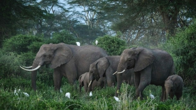 Elefanten in Kenia (Bild: Yasuyoshi CHIBA / AFP (Symbolbild))