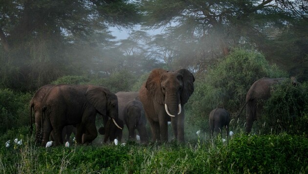 Eine Elefantenherde hat nach einem Ausbruch aus einem Nationalpark in Uganda zwei Menschen getötet. (Bild: Yasuyoshi CHIBA / AFP (Symbolbild))