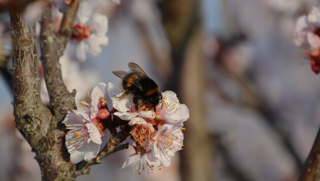 Hummeln und Bienen tummeln sich in den Marillenbäumen (Bild: Charlotte Titz)