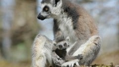 In Wels gibt´s auch Kattas (Bild: Zoo Salzburg)