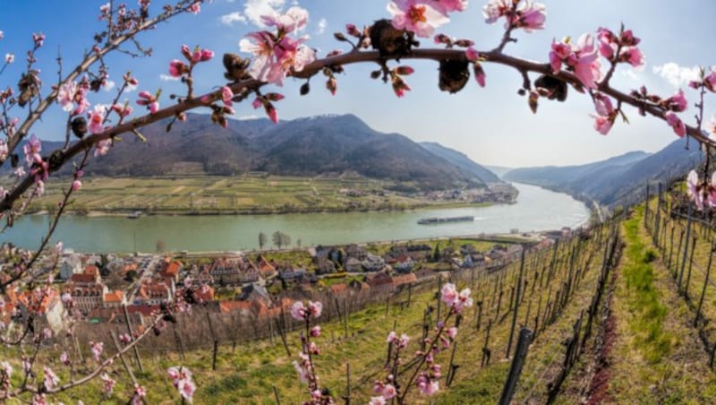 Der Blick auf die Donau in Spitz während der Marillenblüte. (Bild: ©samott - stock.adobe.com)