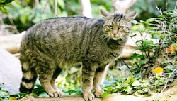 Wildkatzen erobern jetzt wieder ihre Reviere im Thayatal (Bild: Mathis Fotografie)