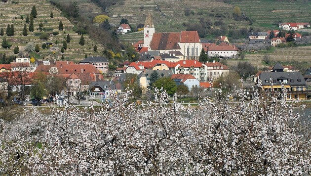 Rund 100.000 Wachauer Marillenbäume erreichen pünktlich zum Osterfest ihre Vollblüte (Bild: Semrad Gregor)