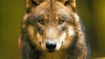Der Wolf beschäftigt die Tiroler Landespolitik. (Bild: Ralph Frank)