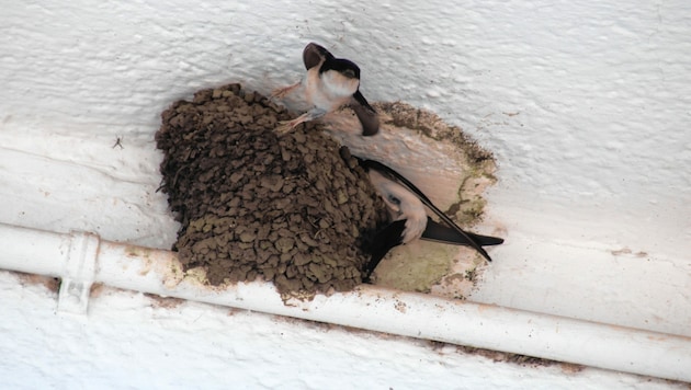 Der Bestand der Mehlschwalben geht stark zurück. (Bild: Fischer Claudia/Kronenzeitung)