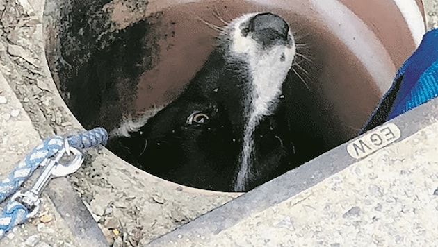 In einem engen Kanalrohr war dieser Hund in Weinburg gefangen. Die Feuerwehrleute konnten ihn mithilfe eines Tierarztes aus der misslichen Lage befreien und unverletzt nach Hause bringen. (Bild: FF Weinburg)
